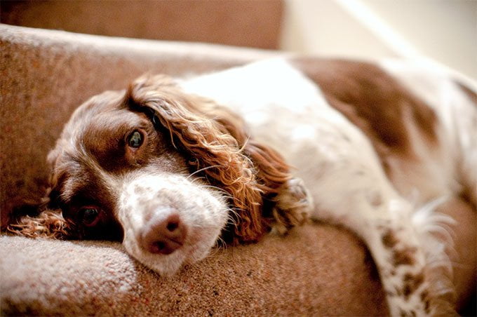 foto Perro Springer Spaniel Inglés