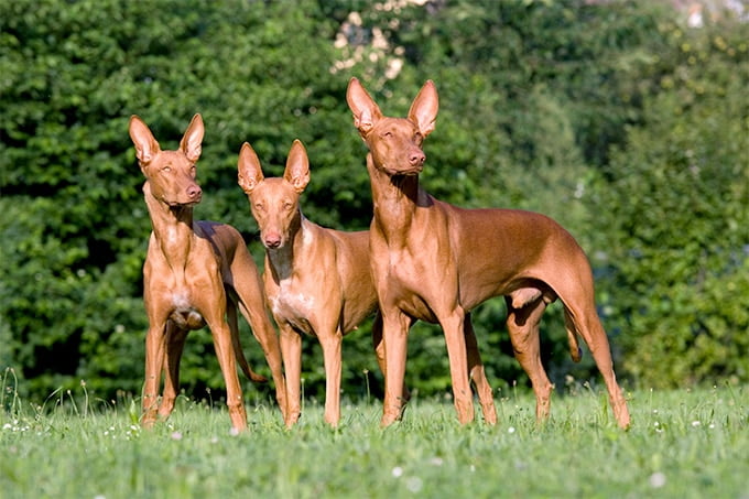 foto Información sobre la raza de perro Pharaoh Hound, fotos, características y hechos