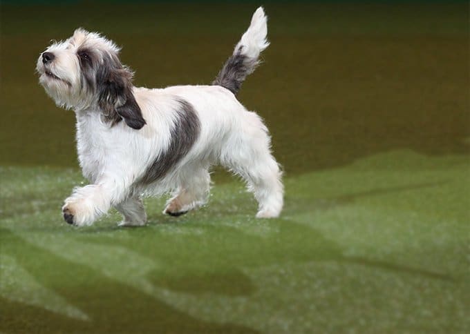 foto Perro de raza Petit Basset Griffon Vendeen