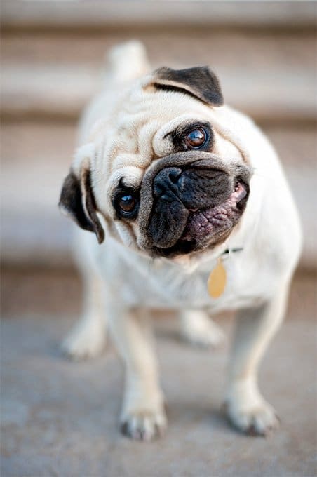 foto Perro Pug