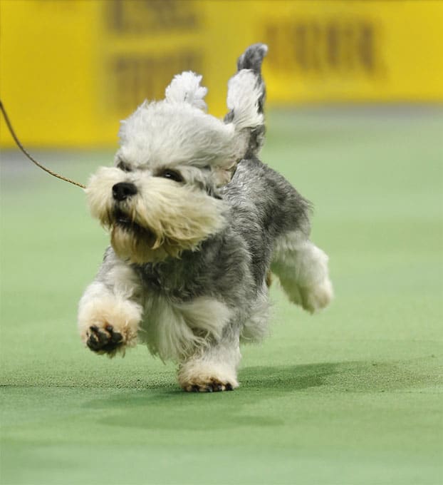 foto Dandie Dinmont Terrier