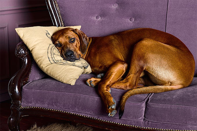 foto Información, fotos, características y datos de la raza de perro Rhodesian Ridgeback