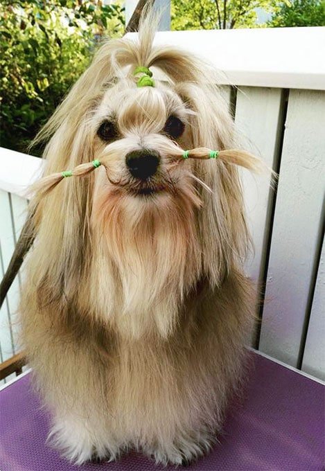 foto Perro Lowchen