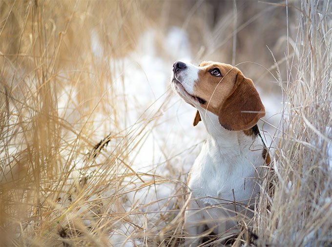 foto Perro Beagle