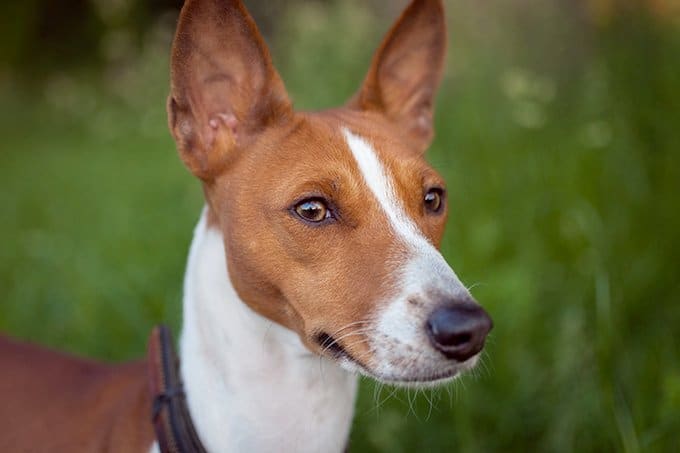 foto Perro Basenji