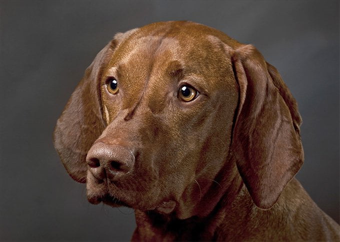 foto Perro Vizsla