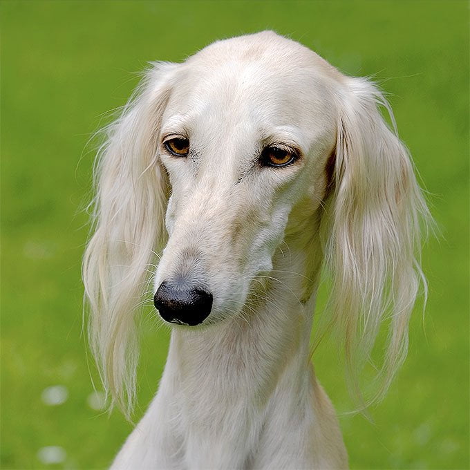 foto Información sobre la raza de perro Saluki, fotos, características y hechos