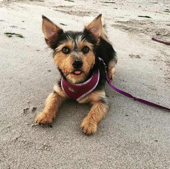 foto Perro Terrier Australiano