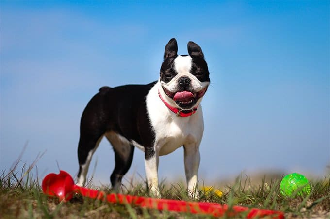 foto Perro Boston Terrier