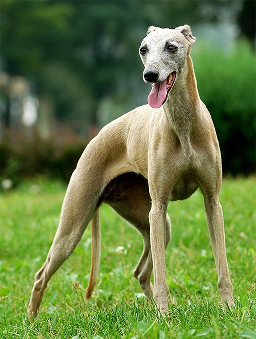 foto Perro Galgo Italiano