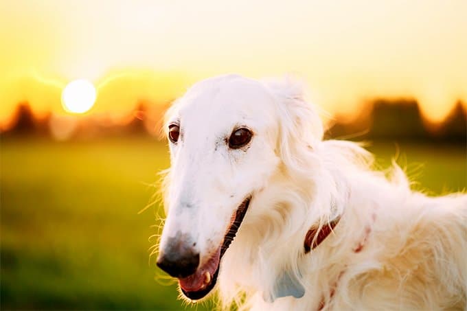 foto Perro Borzoi