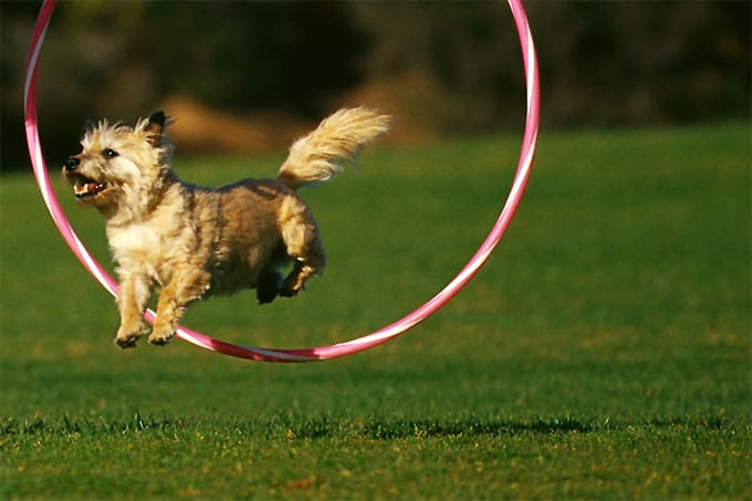 foto Perro Norwich Terrier