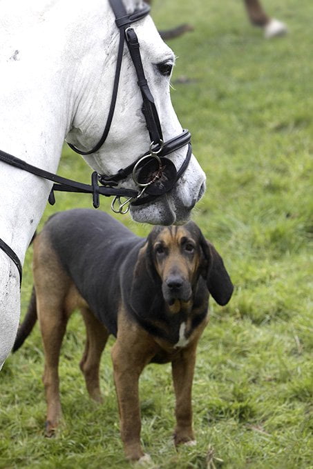 foto Perro Bloodhound