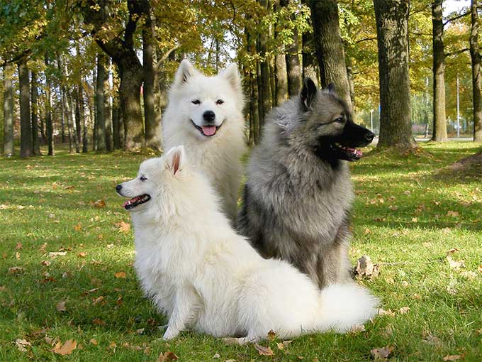 foto Perro Keeshond