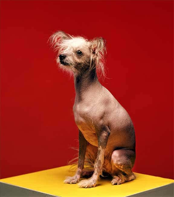foto Perro Crestado Chino