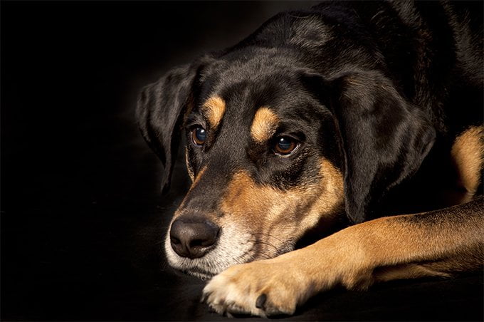 foto Perro Coonhound Negro y Fuego