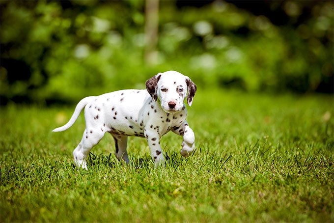 foto Perro dálmata