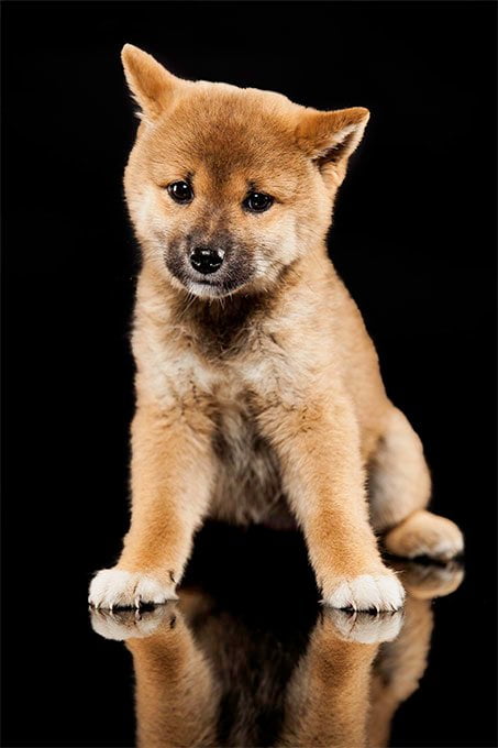 foto Perro Shiba Inu