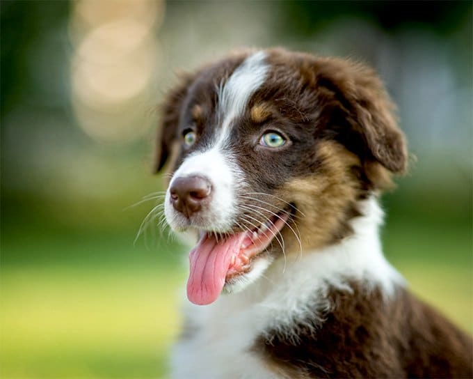 foto Perro pastor australiano