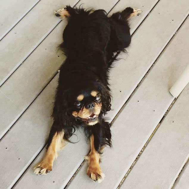 foto Perro de raza Toy Spaniel Inglés