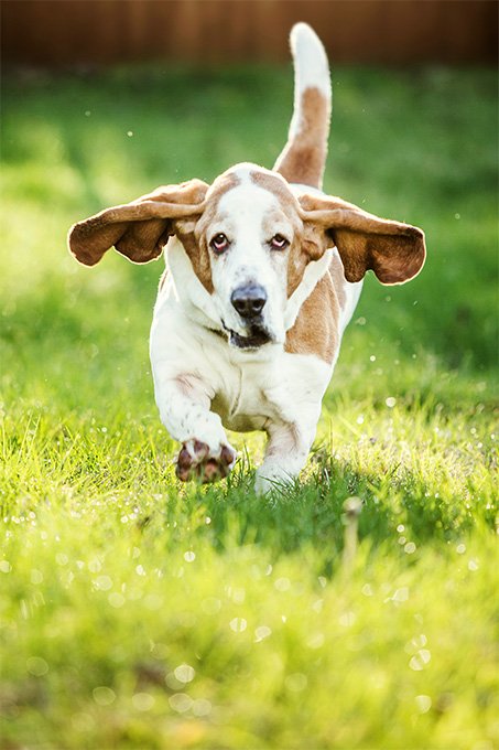 foto Perro Basset Hound
