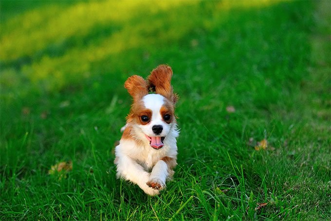 foto Perro Cavalier King Charles Spaniel