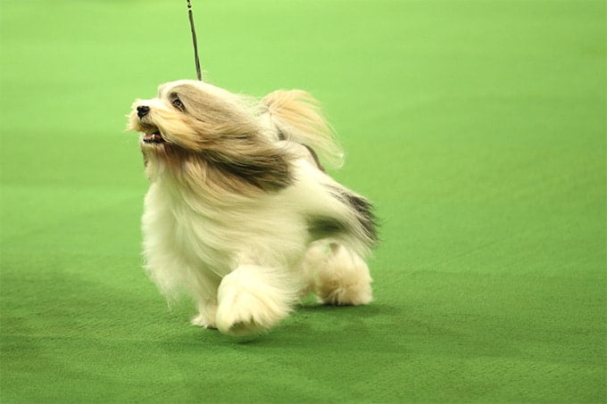 foto Perro Lhasa Apso