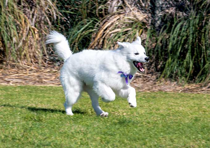 foto Perro Esquimal Americano