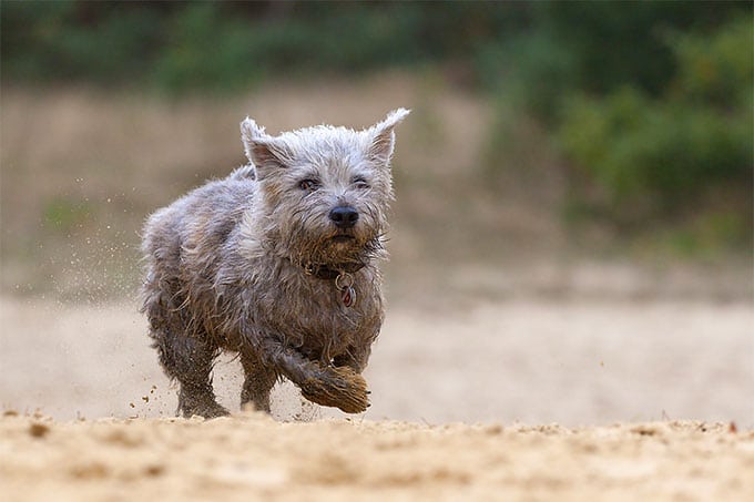 foto Perro Terrier de Glen of Imaal