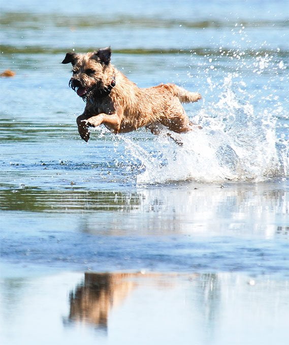 foto Perro Border Terrier