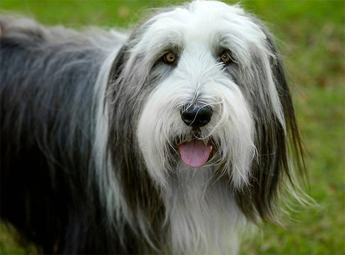 foto Perro Bearded Collie