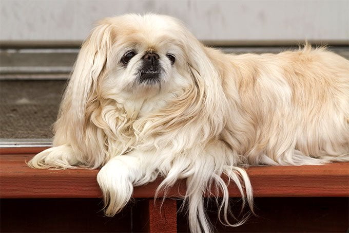 foto Perro Pekinés