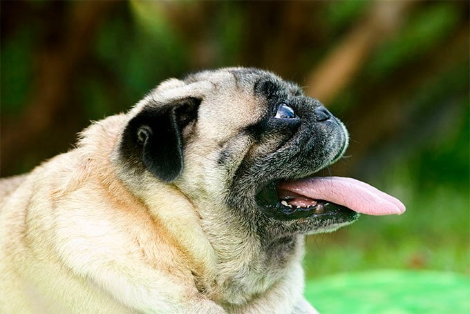 foto Perro Pug