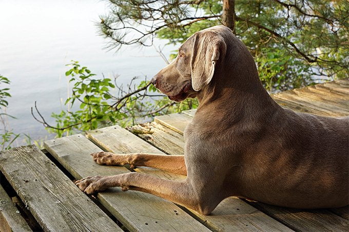 foto Perro Weimaraner