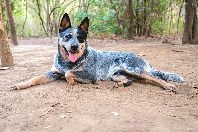 foto Perro Boyero Australiano