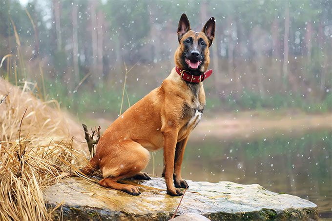 foto Información, fotos, características y datos de la raza de perro Belga Malinois