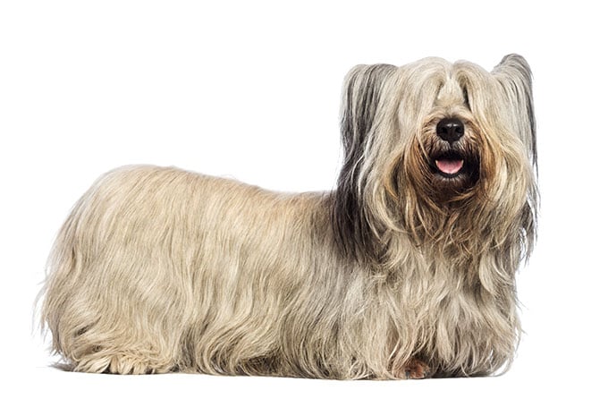 foto Perro Skye Terrier