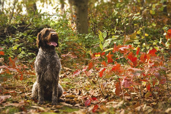 foto Perro de pelo duro (Wirehaired Pointer Griffon)