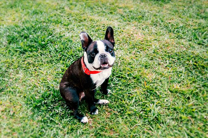 foto Perro Bulldog Francés