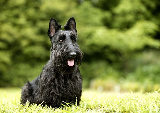 foto Perro Terrier Escocés