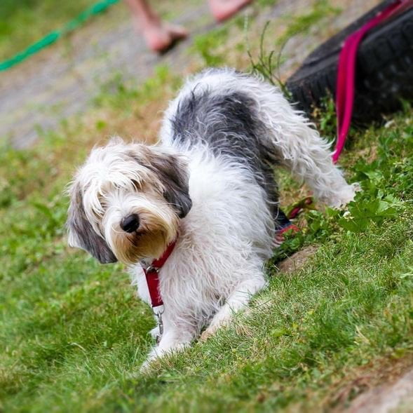 foto Perro de raza Petit Basset Griffon Vendeen