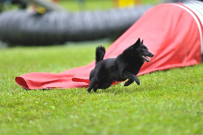 foto Perro Schipperke