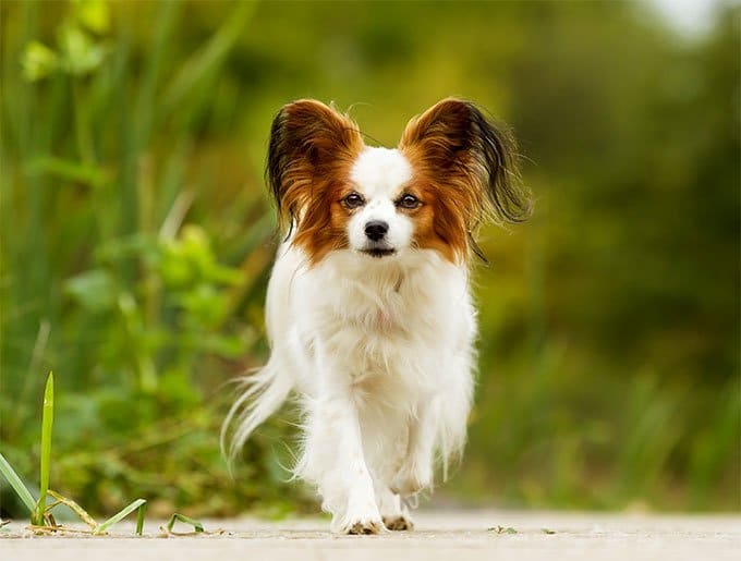 foto Perro Papillon