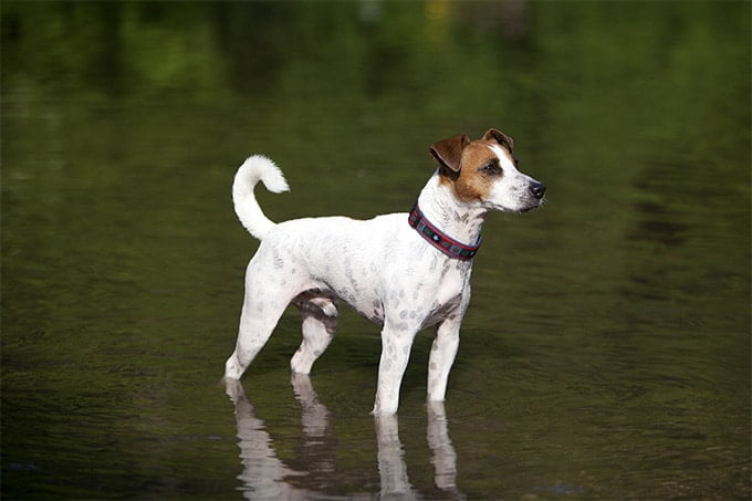 foto Perro Fox Terrier Toy