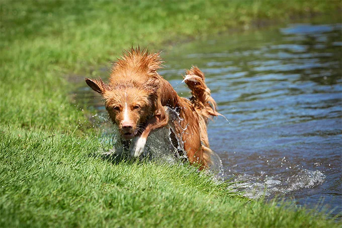 foto Perro de caza de patos de Nueva Escocia