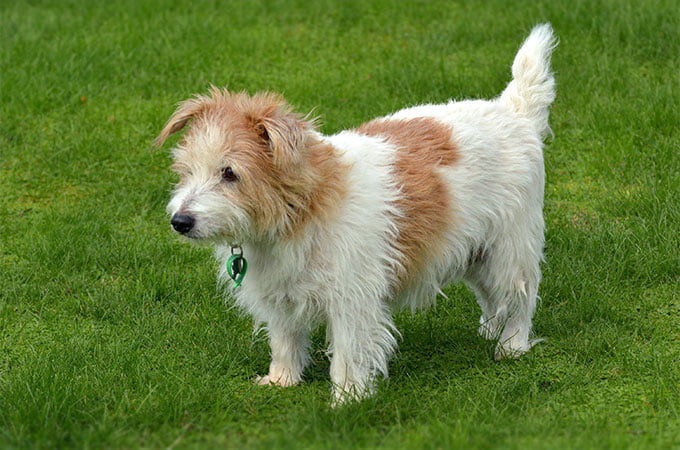 foto Perro Norfolk Terrier