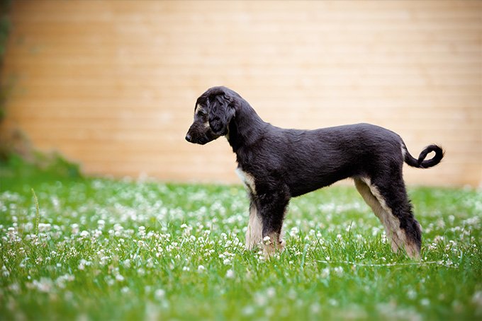 foto Perro de raza afgana