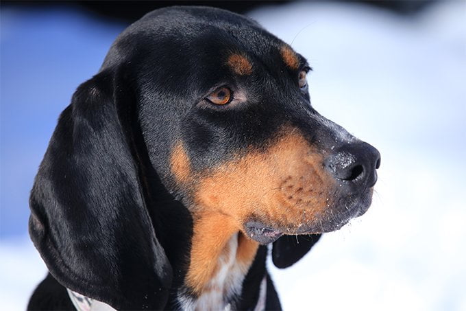 foto Perro Coonhound Negro y Fuego