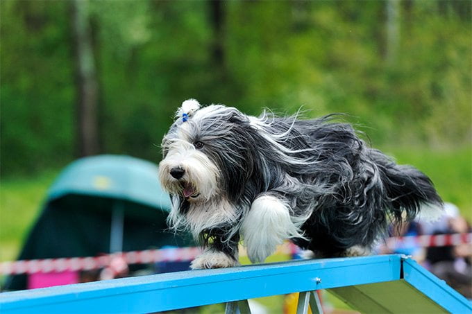 foto Perro Bearded Collie
