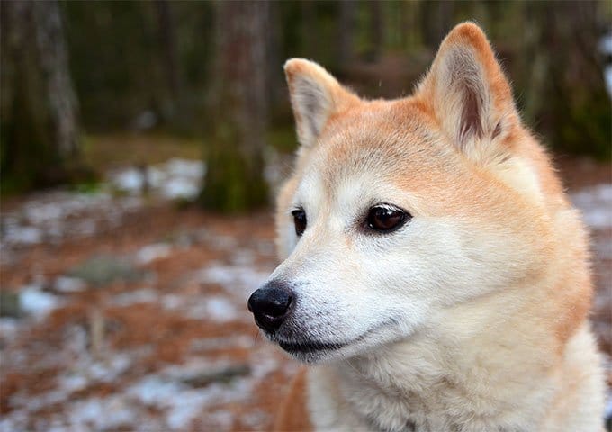 foto Perro Shiba Inu